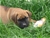 Foto - Triola cane corso